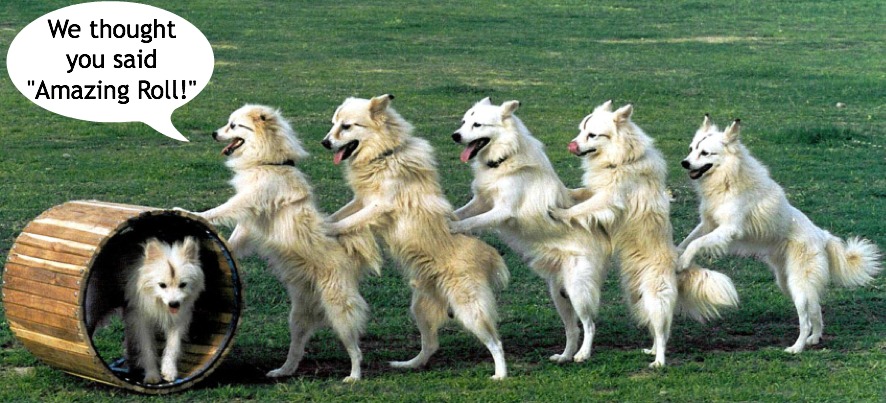 Image of dogs performing a trick